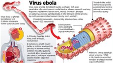 Co způsobuje virus ebola