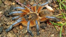 Jeden z t�ch sklípkan�, který umí kousnout. Harpactira pulchripes pochází z...