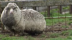 estiletou ovci, kterou pravdpodobn nikdo nikdy nestíhal, objevili farmái...