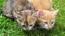 Ko�ata - Ko�ata. (léto 2005)