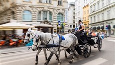 Velkou pedností je i velkorysost, s kterou magistrát, ale i Rakousko jako...