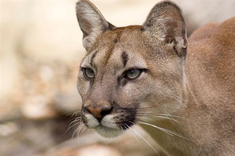 Malého chlapce z Kalifornie napadla puma, zahnal ji statený otec. ilustraní...