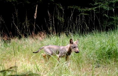 Fotopast v rezervaci Behyn zachytila nedávno krásné mlád vlka.