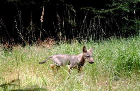 Fotopast v rezervaci Břehyně zachytila nedávno krásné mládě vlka.