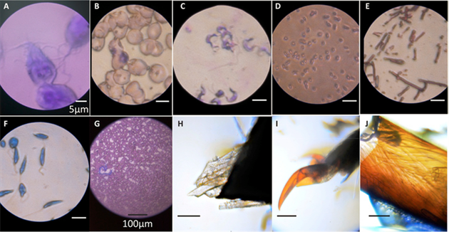 Ukázky obrázk získaných z mikroskopu: (A) Giardia lamblia (2,180X), (B)...