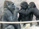 Gorilí samice Bikira a roní Nuru se víc a víc sbliují