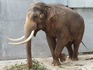 Pesun Mekonga do jiné zoo je jen otázkou asu. V novém sloninci je sice...