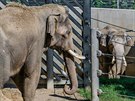 Oba sloní samci poprvé na vzájemný dohled: Ankhor vlevo, Mekong vpravo