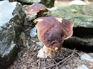 I kdy je les Ochoza protkán lyaskými a cyklistickými stezkami, houby rostou...
