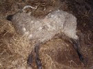 ena, která bydlí vedle farmy, otesné zacházení s ovcemi nafotila.