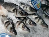 V Brně a Olomouci se ryby v prodejnách Ocean48 dostávají v řadě případů na pult...
