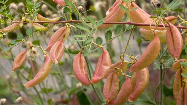 anovec mchnk(Colutea arborescens)