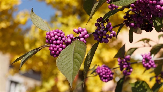 Krsnoplodka Bodinierova(Callicarpa BodinieriiProfusion)