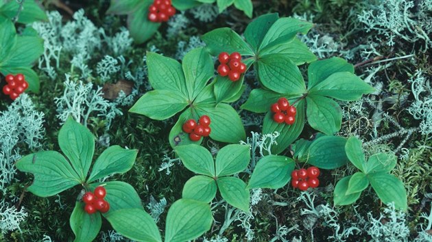 Dn kanadsk(Cornus Canadensis)