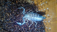 tír skonil v místnosti mstské policie, do které stráníci umisují odchycená...