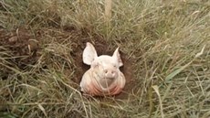 Na zábrech z videa umístného na YouTube je vidt praseí hlava, podle nápisu...