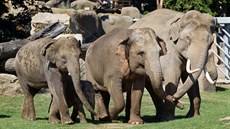 Část pražského stáda sloních samic. Zleva: Tamara, Sita, Janita a Donna  