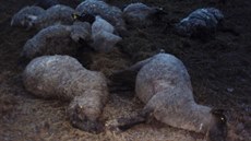 �ena, která bydlí vedle farmy, ot�esné zacházení s ovcemi nafotila.