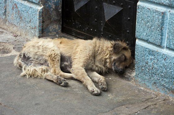 Toulaví psi pedstavují pro Kábul velký zdravotní problém. Ilustraní snímek.