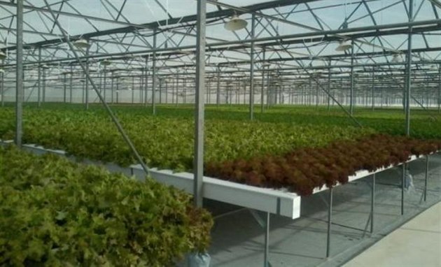 Plánovaná podoba hydroponického pstování rostlin v projektu Frantika uby.