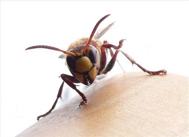 Sre hledající útoit v panelovém dom na lustru - M&#237;sto...