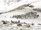 Tuáci královtí a koeinoví tuleni (Antarktida)