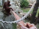 Dospívající orangutaní samec Gempa hrající si se starým prostradlem i s mladí...