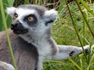 Lemury si ve venkovním výbhu mete prohlédnout opravdu zblízka.