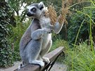 Lemur hodující na úrod ve venkovním výbhu, kam mají pístup i návtvníci.