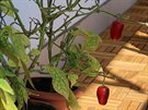 Papriky rocoto mohou jako vyrtvalá rostlina pináet úrodu po adu let.