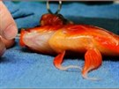Zlatá rybka jménem George podstupuje operaci, pi ní jí byl odstrann z hlavy...