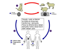 ivotní cyklus toxoplazmózy a nákaza lovka