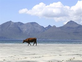 A cow stands on Lag Bay beach, the island of Rum is seen in the background, on...