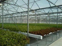 Plánovaná podoba hydroponického pěstování rostlin v projektu Františka Čuby.