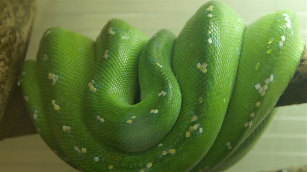 Karel Zavadil má dnes doma kolem dvou stovek hadů.