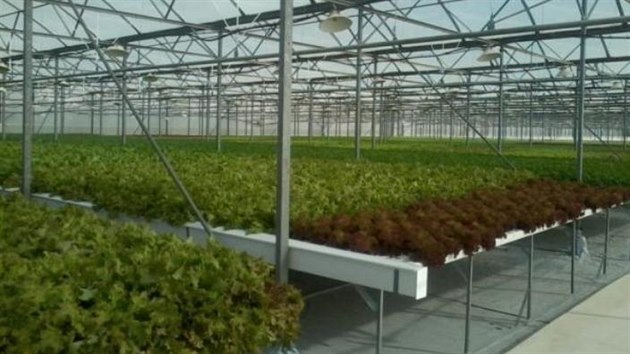 Plánovaná podoba hydroponického pěstování rostlin v projektu Františka Čuby.