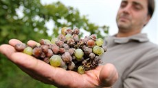 ZKÁZA Vladimír Zborovský ukazuje plíse, které se díky detivému poasí enormn...