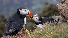 Ope�ený symbol Islandu vymírá. Papuchalky zabíjí tradice i zm�ny klimatu.