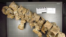 Kosti vodního jetra - plesiosaura (stáí asi 75 milion let). Spojené...