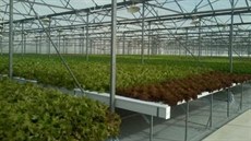 Plánovaná podoba hydroponického pstování rostlin v projektu Frantika uby.