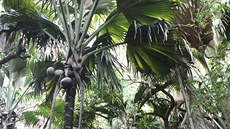 Vysoko na obí palm visí slavné oechy, které se staly symbolem Seychel.