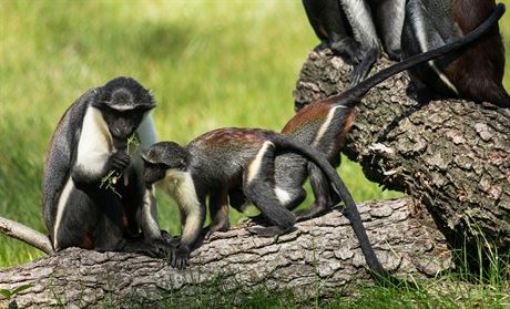 Kokodani si nového výbhu v ostravské zoo uívají.