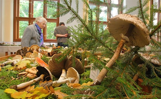 Výstava hub v Jihoeském muzeu v eských Budjovicích potrvá do tvrtka.
