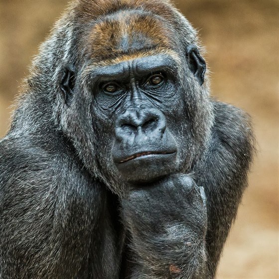 Gorilí samice Bikira