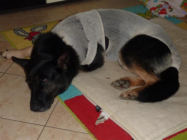 Zran�ný policejní pes Romer se zotavuje po operaci. Nyní u� je mimo ohro�ení...