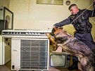 Policejní pes prohledává prostory pardubické univerzity, v nich by se dle...
