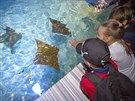 Dvacítka moských rejnok je tahákem nové expozice ve zlínské zoo.
