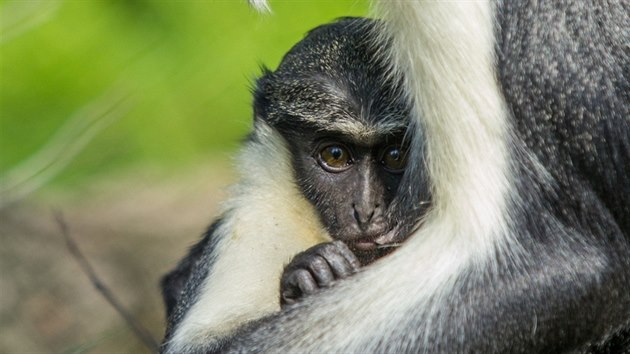 Kokodani si novho vbhu v ostravsk zoo uvaj.