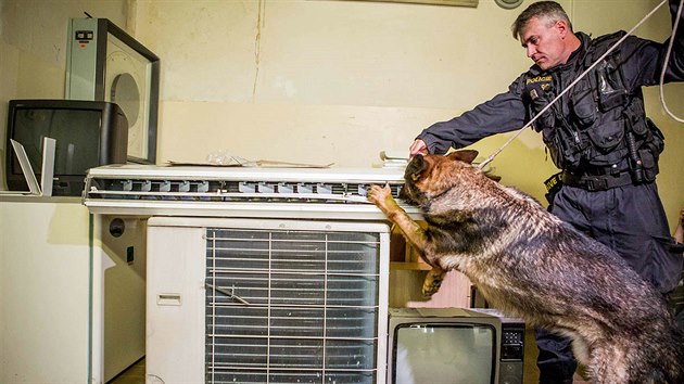 Policejní pes prohledává prostory pardubické univerzity, v nichž by se dle oznámení měl nacházet nástražný výbušný systém.