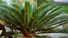 Cykas japonský je dostupný v bné síti kvtináství.